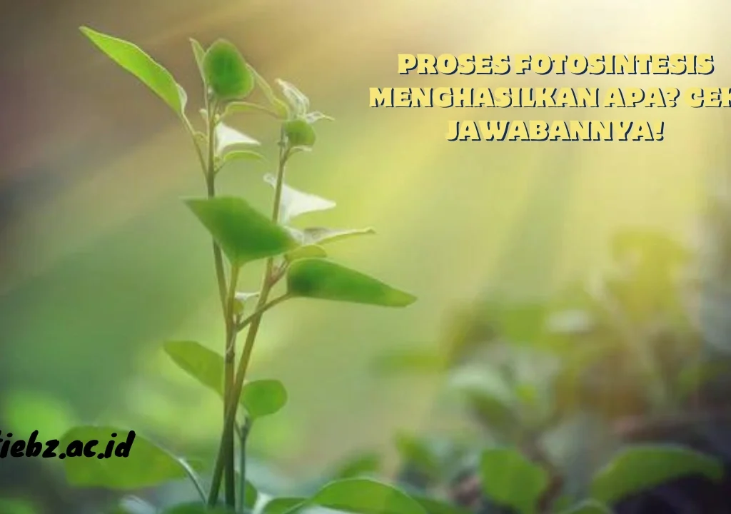 Proses-Fotosintesis-Menghasilkan-Apa