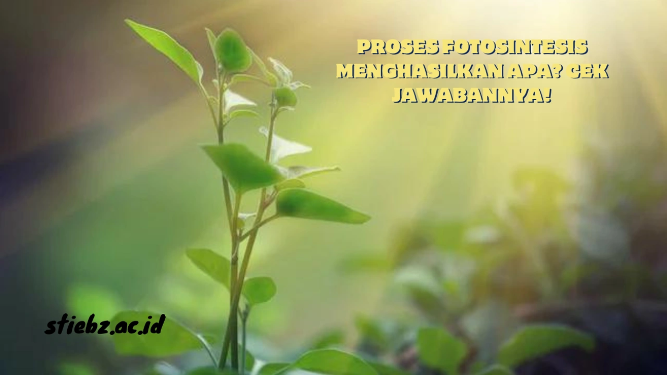 Proses-Fotosintesis-Menghasilkan-Apa