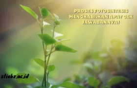 Proses-Fotosintesis-Menghasilkan-Apa