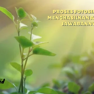 Proses Fotosintesis Menghasilkan Apa? Cek Jawabannya!