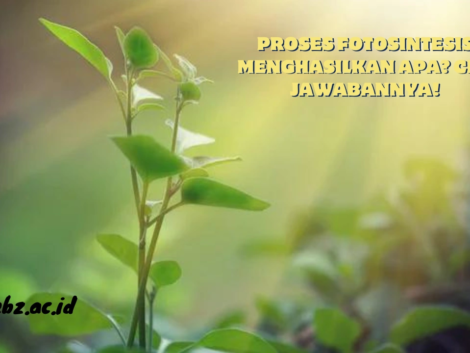 Proses-Fotosintesis-Menghasilkan-Apa