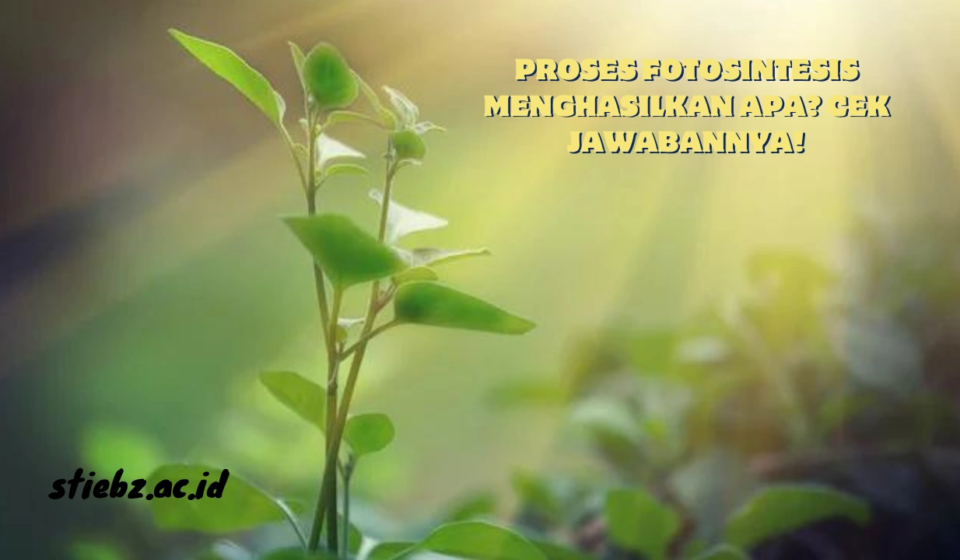 Proses-Fotosintesis-Menghasilkan-Apa